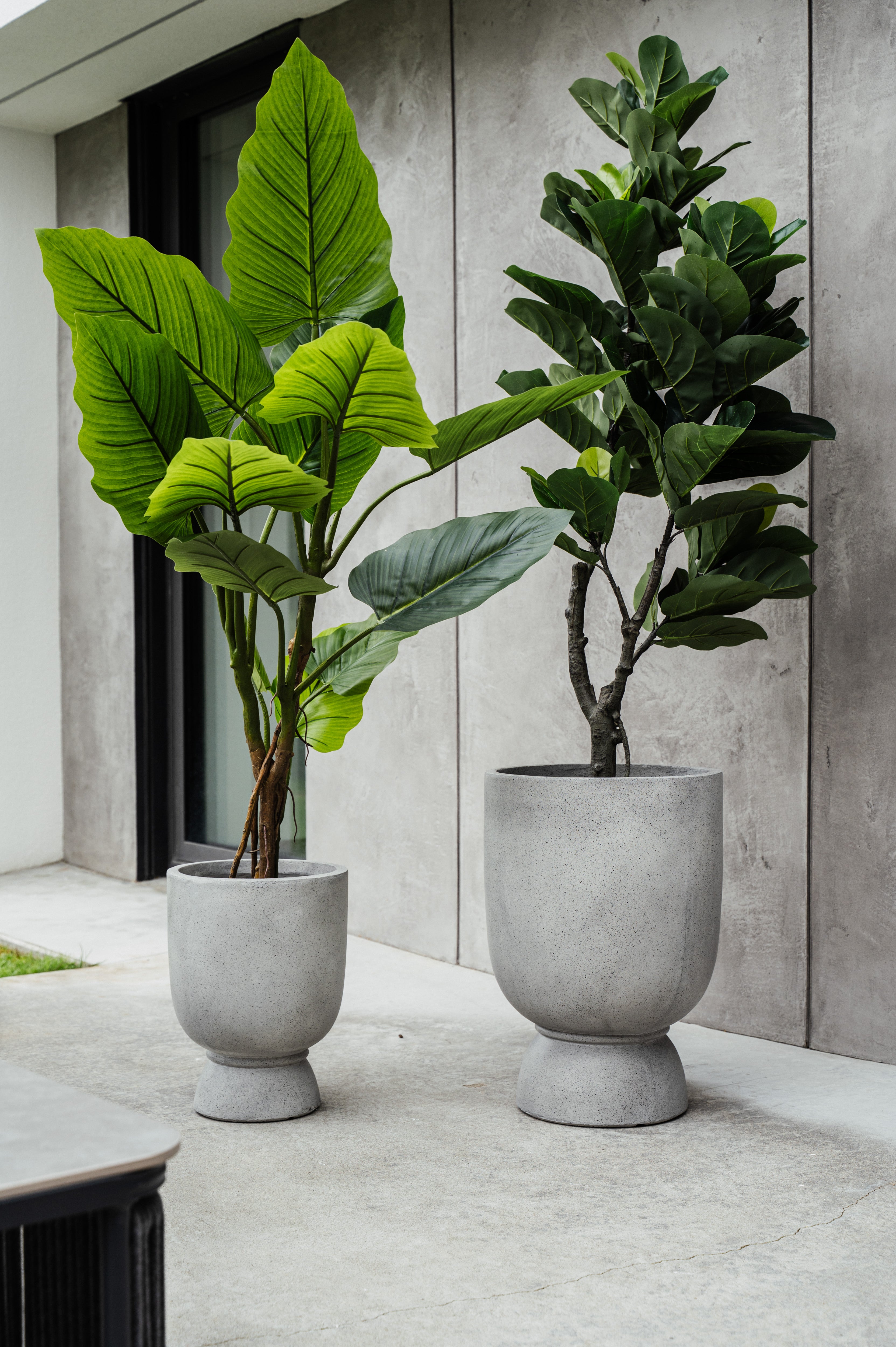 GROSSER FICUS XXL – VON DER NATUR INSPIRIERT